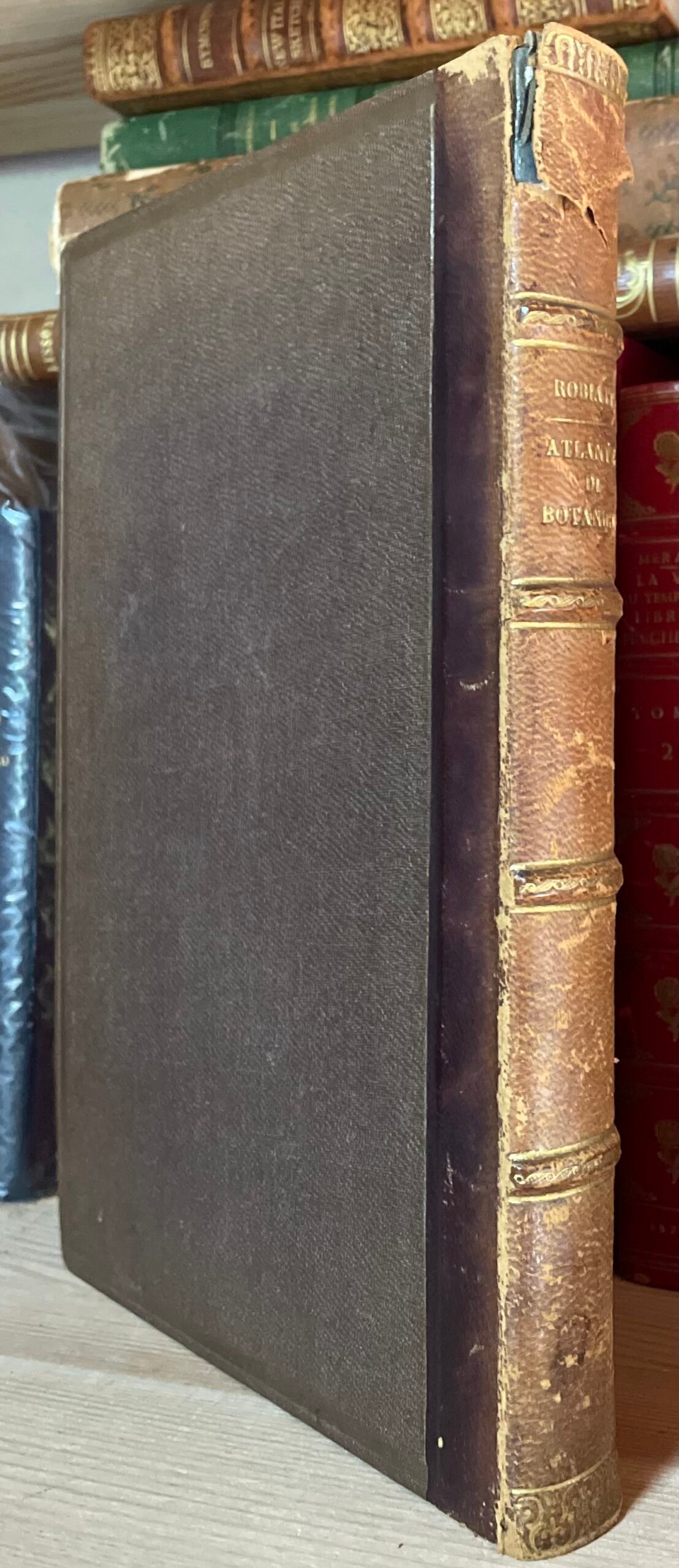 Ambrogio Robiati Atlante elementare di botanica 50 tavole colorate 1847 - immagine 9