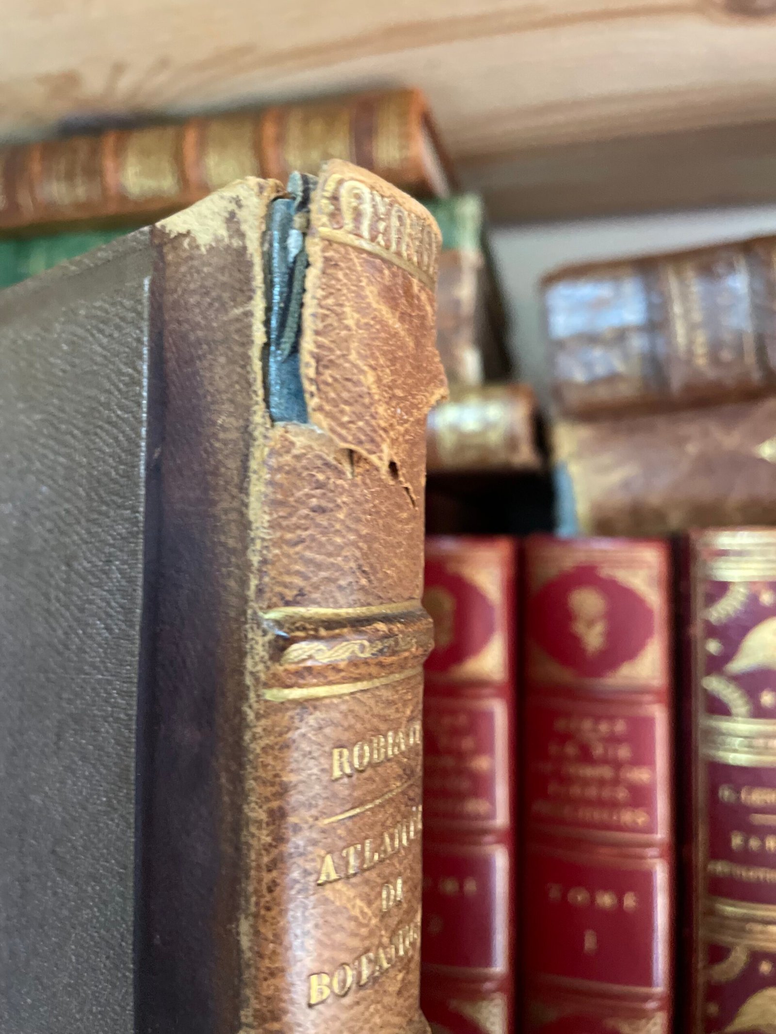 Ambrogio Robiati Atlante elementare di botanica 50 tavole colorate 1847 - immagine 8