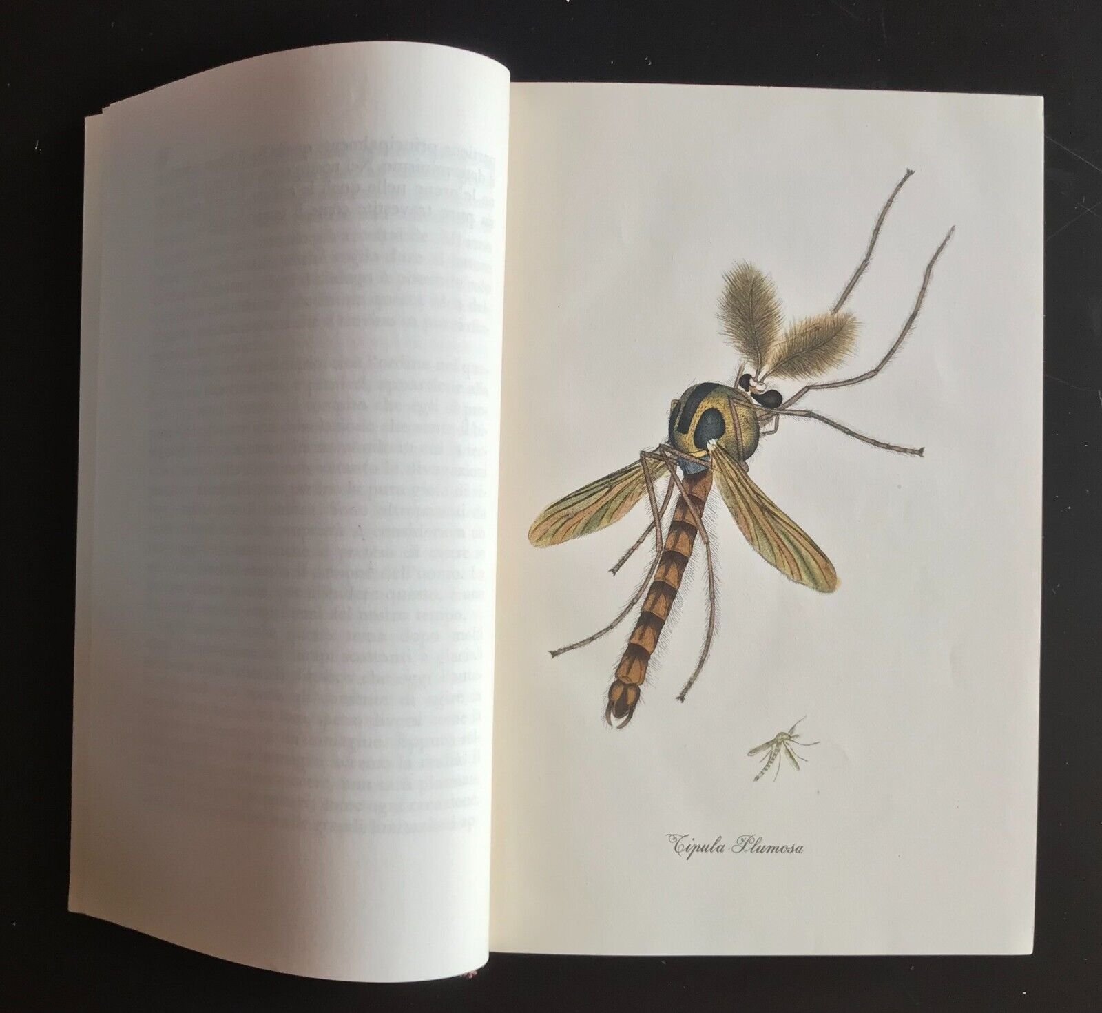 Ernst Jünger Diario I Cento libri Longanesi 1957 - immagine 5