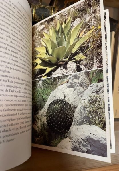 Carlo Zanovello Alla scoperta dei cactus preziosi Franco Muzzio Editore 1992 - immagine 4