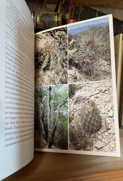 Carlo Zanovello Alla scoperta dei cactus preziosi Franco Muzzio Editore 1992 - immagine 6
