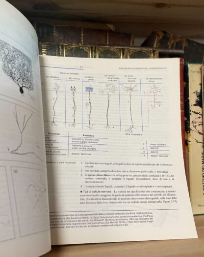 Rosenzweig Leiman Psicologia fisiologica Piccin 1986 - immagine 4